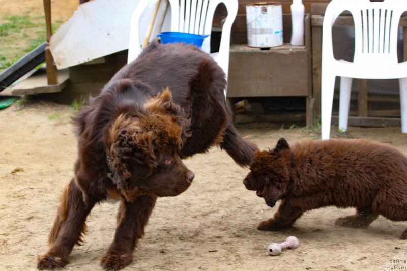 Фото: ньюфаундленд Brownblood MSK Abrams-Strong (Браунблад МСК Абрамс-Стронг), ньюфаундленд Brownblood MSK Darlina Joy (Браунблад МСК Дарлина Джой)