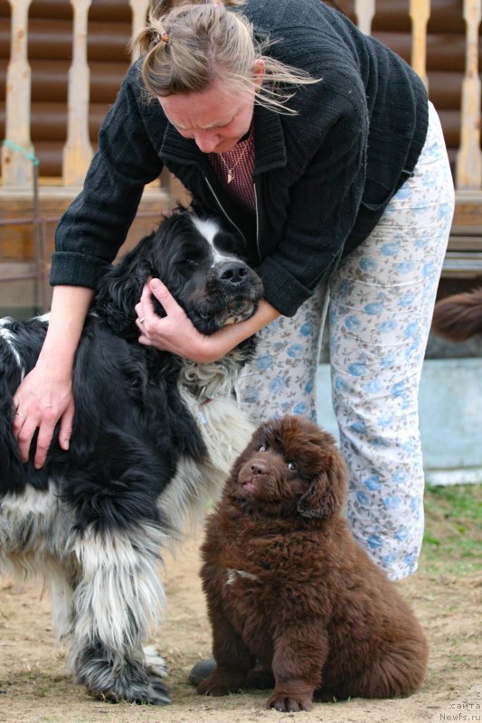 Фото: ньюфаундленд Piternyuf Honey-Money (Питерньюф Хонеу-Монеу), ньюфаундленд Brownblood MSK Darlina Joy (Браунблад МСК Дарлина Джой), Ol'ga Mel'nichenko (Ольга Мельниченко)