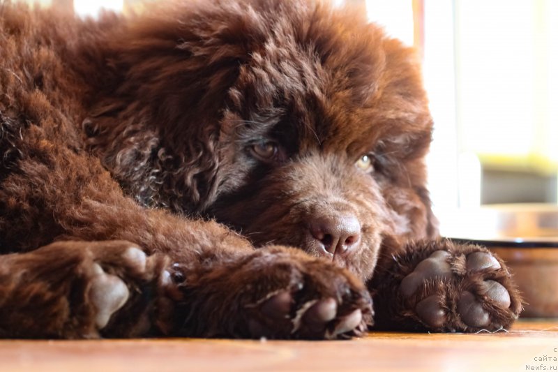 Фото: ньюфаундленд Brownblood MSK Darlina Joy (Браунблад МСК Дарлина Джой)