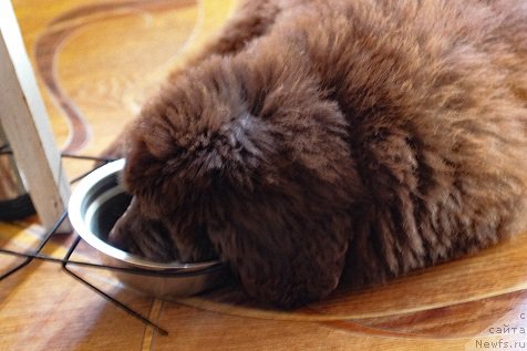 Фото: ньюфаундленд Brownblood MSK Darlina Joy (Браунблад МСК Дарлина Джой)