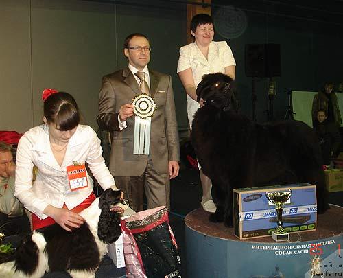 Фото: ньюфаундленд Akvatoriya Kelvin Zaskiya (Акватория Келвин Заския), Tat'yana Abutova (Татьяна Абутова)