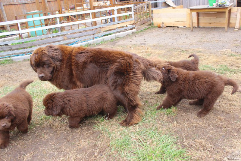 Фото: ньюфаундленд Naomi Tagoliri for Brouwnblood (Наоми Таголири фор Браунблад)