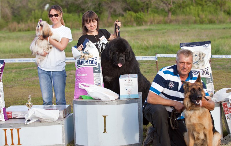 Фото: ньюфаундленд Krepkiy Oreshek ot Sibirskogo Medvedja (Крепкий Орешек от Сибирского Медведя)