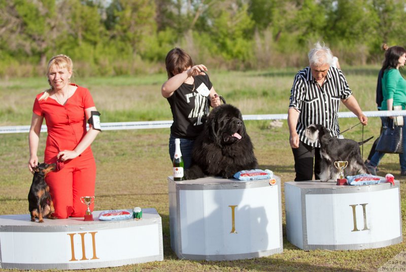 Фото: ньюфаундленд Krepkiy Oreshek ot Sibirskogo Medvedja (Крепкий Орешек от Сибирского Медведя)