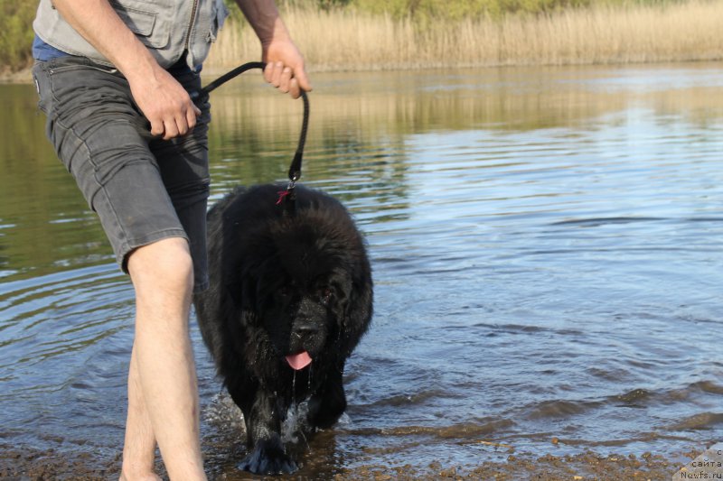 Фото: ньюфаундленд Krepkiy Oreshek ot Sibirskogo Medvedja (Крепкий Орешек от Сибирского Медведя)