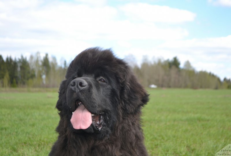 Фото: ньюфаундленд Sent Djons Exclusive (Сент Джонс Эксклюзив)