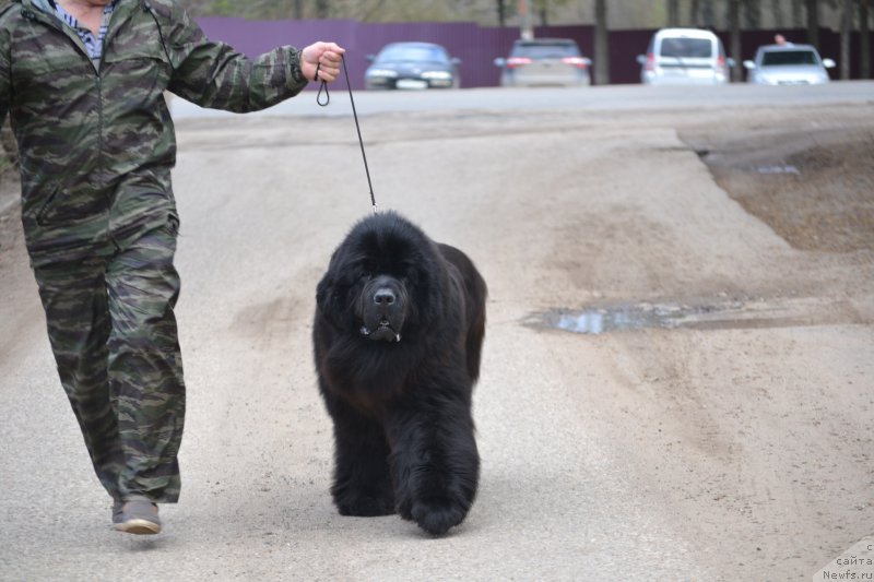 Фото: ньюфаундленд Simbad Pokoritel' Morey (Симбад Покоритель Морей)