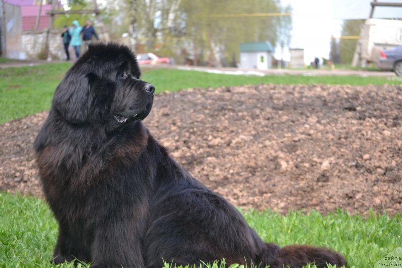 Фото: ньюфаундленд Simbad Pokoritel' Morey (Симбад Покоритель Морей)