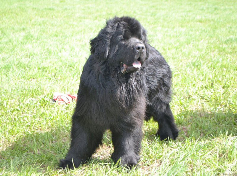 Фото: ньюфаундленд Nikita Bogatyr Imperii (Никита Богатырь Империи)