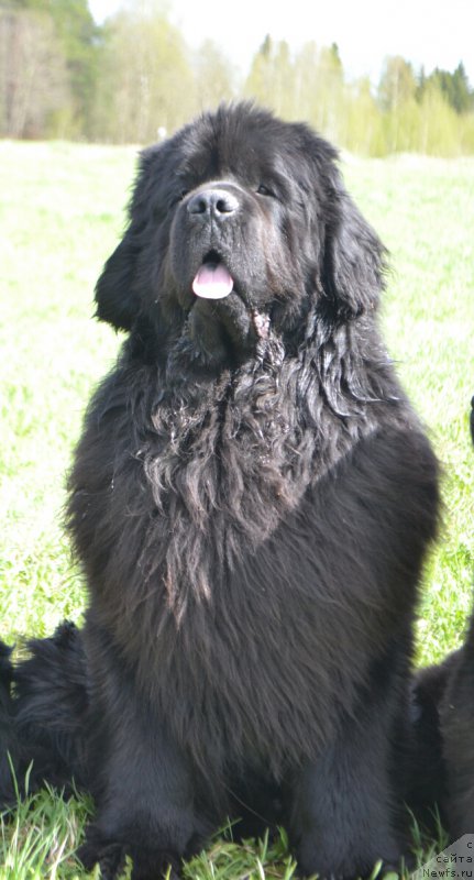 Фото: ньюфаундленд Nazar Vyatskiy Medved (Назар Вятский Медведь)