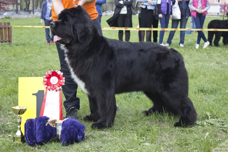 Фото: ньюфаундленд Huode Shen Afina (Хуодэ Шень Афина)