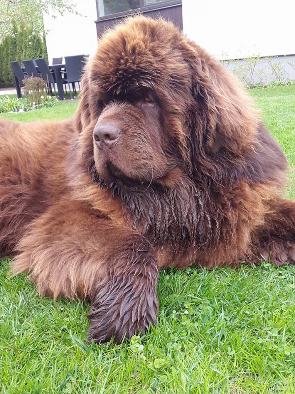 Фото: ньюфаундленд Brownblood MSK Hayes Hago (Браунблад МСК Хаиес Хаго)