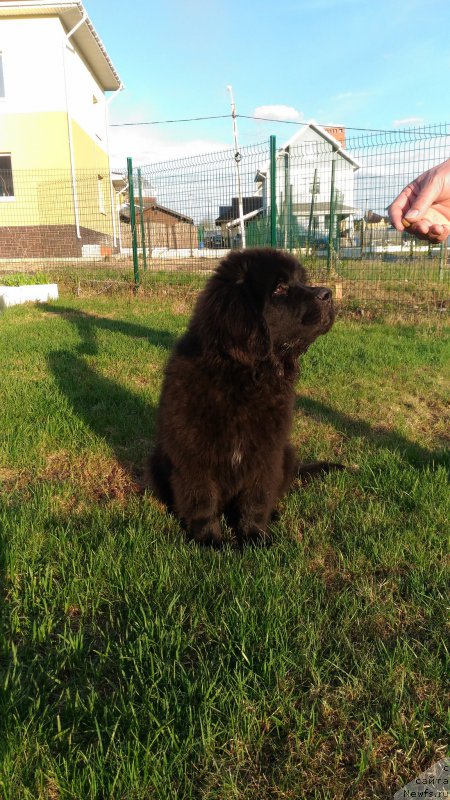 Фото: ньюфаундленд Brownblood MSK Lambert Amir (Браунблад МСК Ламберт Амир)
