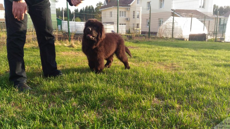 Фото: ньюфаундленд Brownblood MSK Lambert Amir (Браунблад МСК Ламберт Амир)