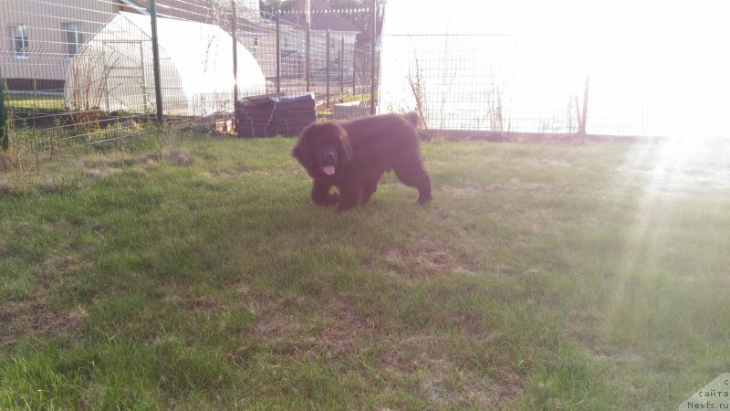 Фото: ньюфаундленд Brownblood MSK Lambert Amir (Браунблад МСК Ламберт Амир)