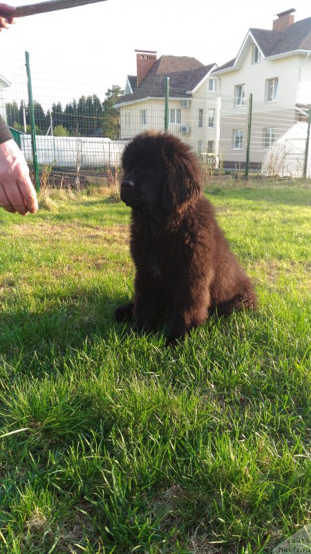 Фото: ньюфаундленд Brownblood MSK Lambert Amir (Браунблад МСК Ламберт Амир)