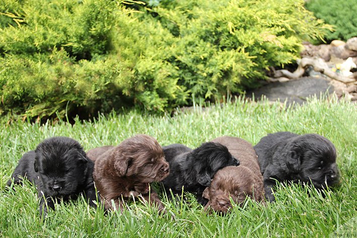 Фотография № 225294