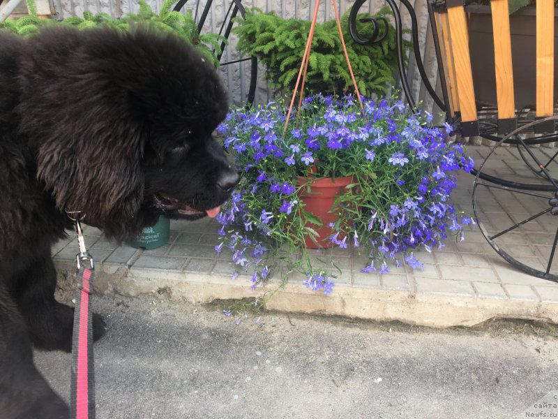 Фото: ньюфаундленд Brownblood MSK Lavy Neman (Браунблад MCК Лави Нэман)