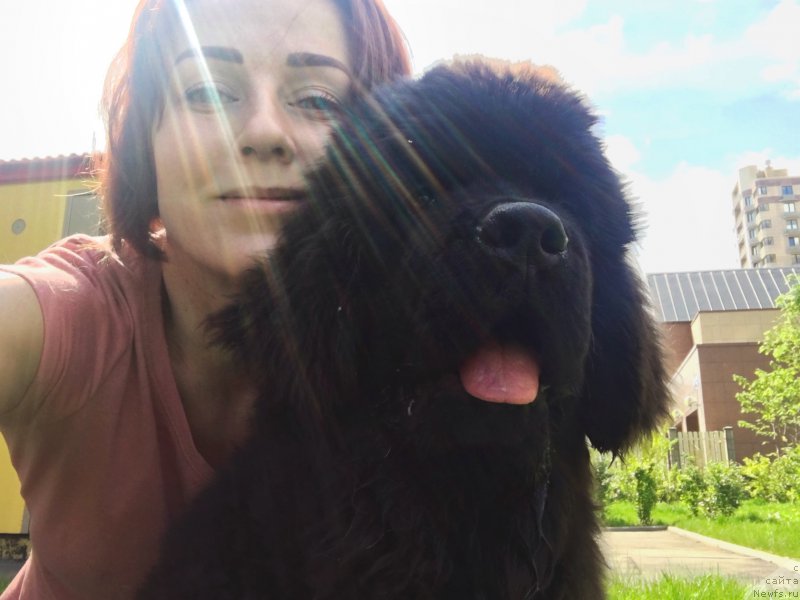 Фото: ньюфаундленд Brownblood MSK Lavy Neman (Браунблад MCК Лави Нэман), Aleksandra Vasina (Александра Васина)