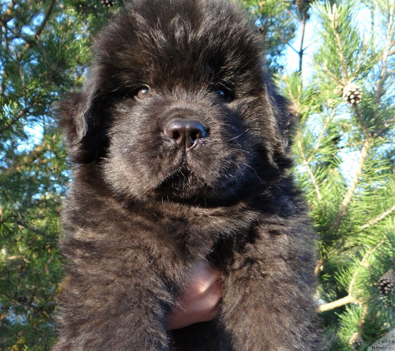 Фото: ньюфаундленд Dar Svezy So it Shell Be (Дар Свезы Со Ит Шелл Би), ньюфаундленд Bridge Over Troubled River (Бридж Овер Траблд Ривер)