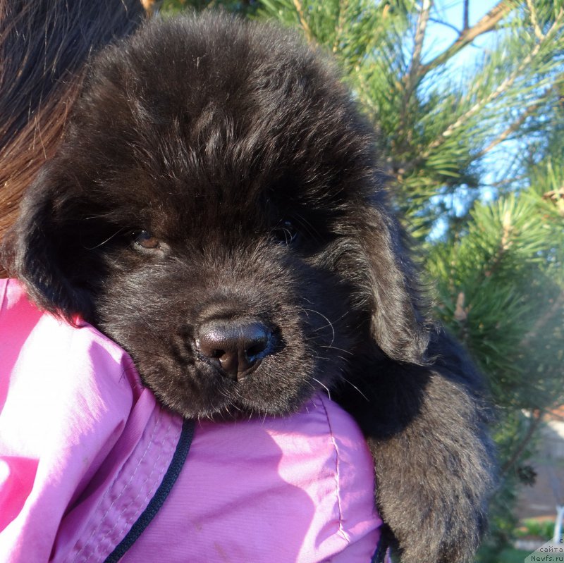 Фото: ньюфаундленд Dar Svezy So it Shell Be (Дар Свезы Со Ит Шелл Би), ньюфаундленд Bridge Over Troubled River (Бридж Овер Траблд Ривер)