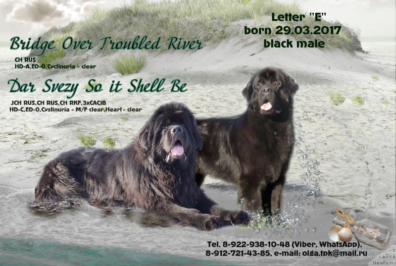 Фото: ньюфаундленд Dar Svezy So it Shell Be (Дар Свезы Со Ит Шелл Би), ньюфаундленд Bridge Over Troubled River (Бридж Овер Траблд Ривер)