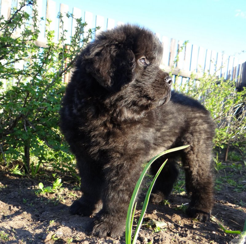 Фото: ньюфаундленд Dar Svezy So it Shell Be (Дар Свезы Со Ит Шелл Би), ньюфаундленд Bridge Over Troubled River (Бридж Овер Траблд Ривер)