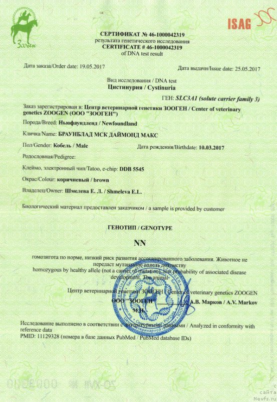 Фото: ньюфаундленд Braunblad MSK Daymond Maks (Браунблад МСК Даймонд Макс)