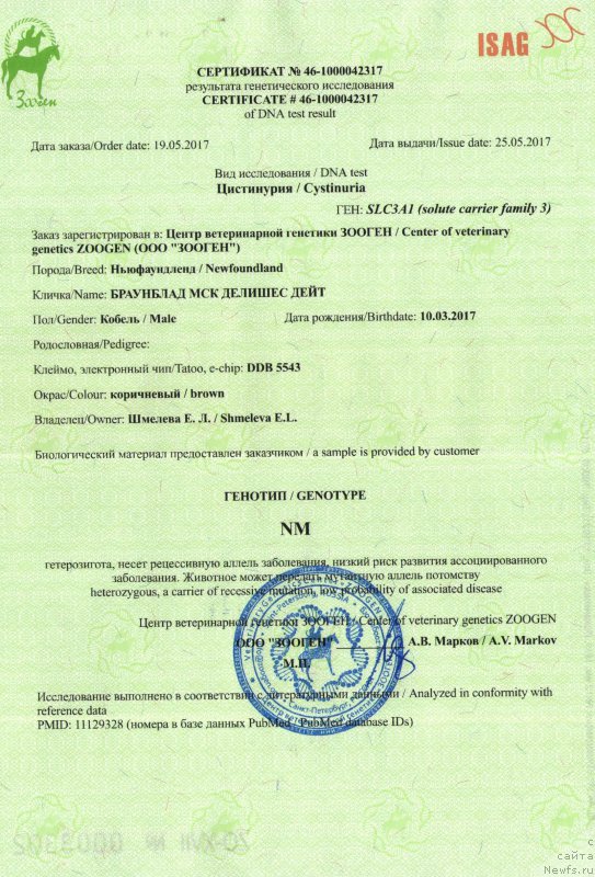 Фото: ньюфаундленд Brownblood MSK Delicious Deyt (Браунблад МСК Делишес Дейт)