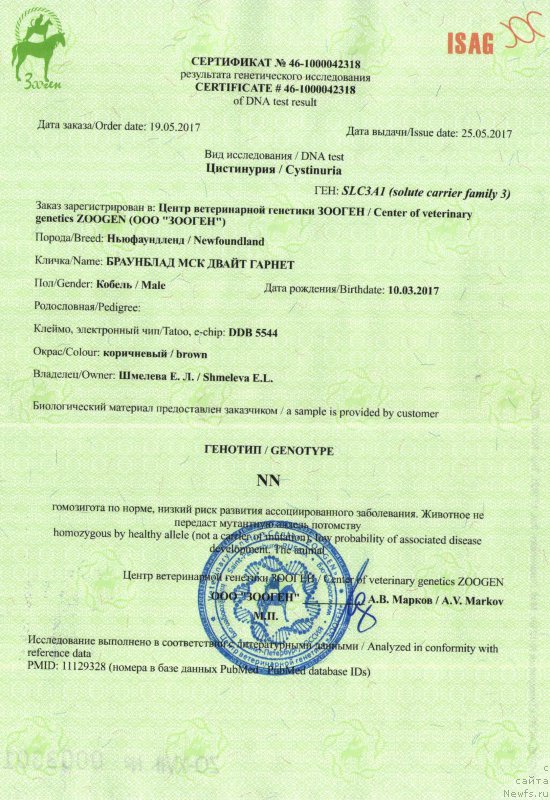 Фото: ньюфаундленд Braunblad MSK Dvayt Garnet (Браунблад МСК Двайт Гарнет)