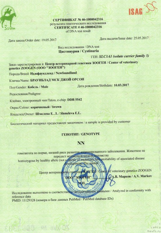 Фото: ньюфаундленд Braunblad MSK Djoy Orson (Браунблад МСК Джой Орсон)