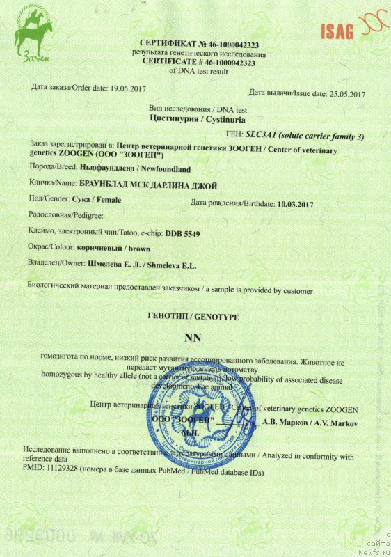 Фото: ньюфаундленд Brownblood MSK Darlina Joy (Браунблад МСК Дарлина Джой)