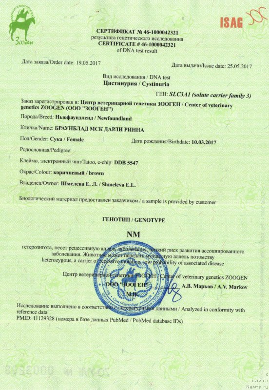 Фото: ньюфаундленд Brownblood MSK Darley Rinna (Браунблад МСК Дарли Ринна)