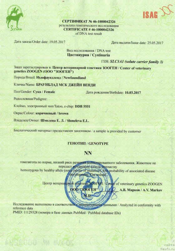 Фото: ньюфаундленд Braunblad MSK Djeyn Vendi (Браунблад МСК Джейн Венди)