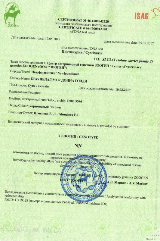 Фото: ньюфаундленд Braunblad MSK Donna Goldi (Браунблад МСК Донна Голди)