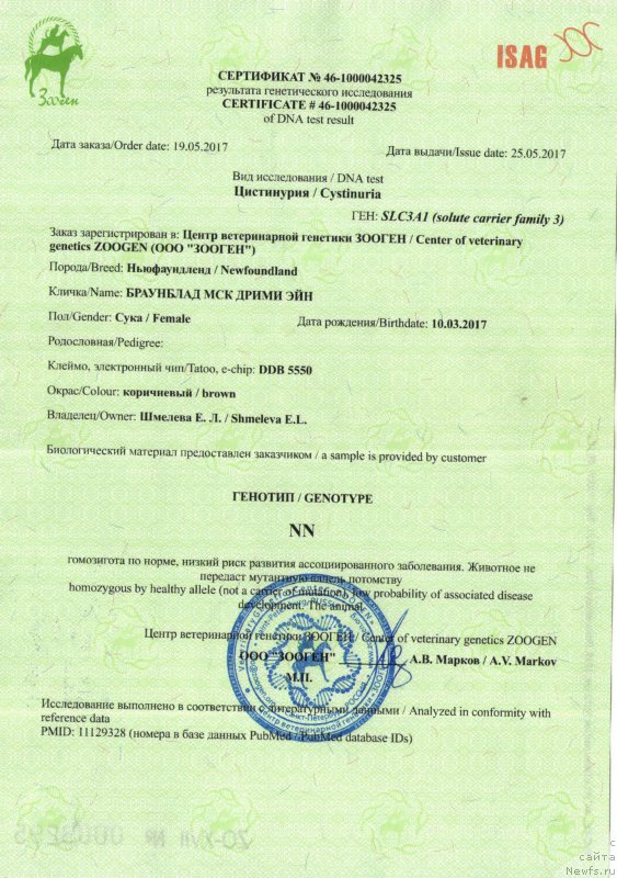 Фото: ньюфаундленд Brownblood MSK Drimi Ein (Браунблад МСК Дрими Эйн)