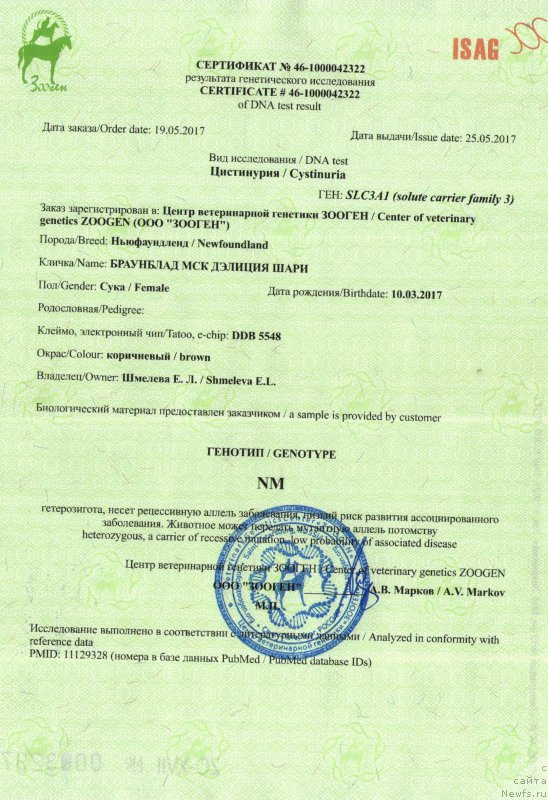 Фото: ньюфаундленд Brownblood MSK Delicia Shari (Браунблад МСК Дэлиция Шари)