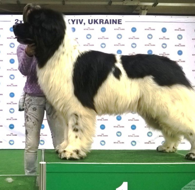 Фото: ньюфаундленд Admiral