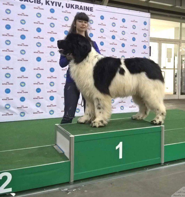 Фото: ньюфаундленд Admiral