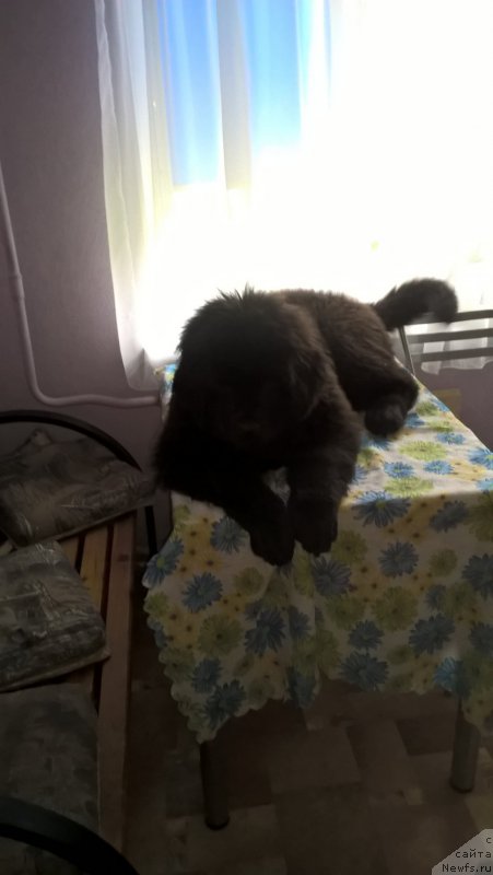 Фотография № 225333