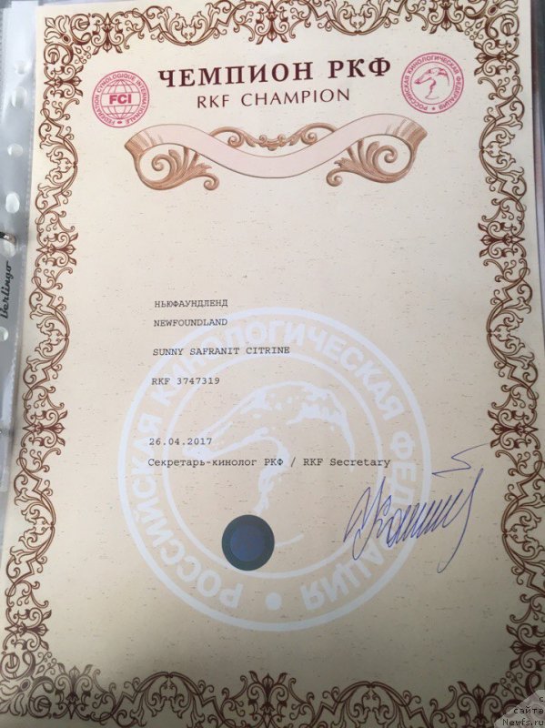 Фото: ньюфаундленд Sunny Safranit Citrine (Сунну Сафранит Цитрине)
