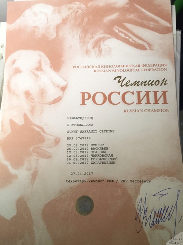 Фото: ньюфаундленд Sunny Safranit Citrine (Сунну Сафранит Цитрине)