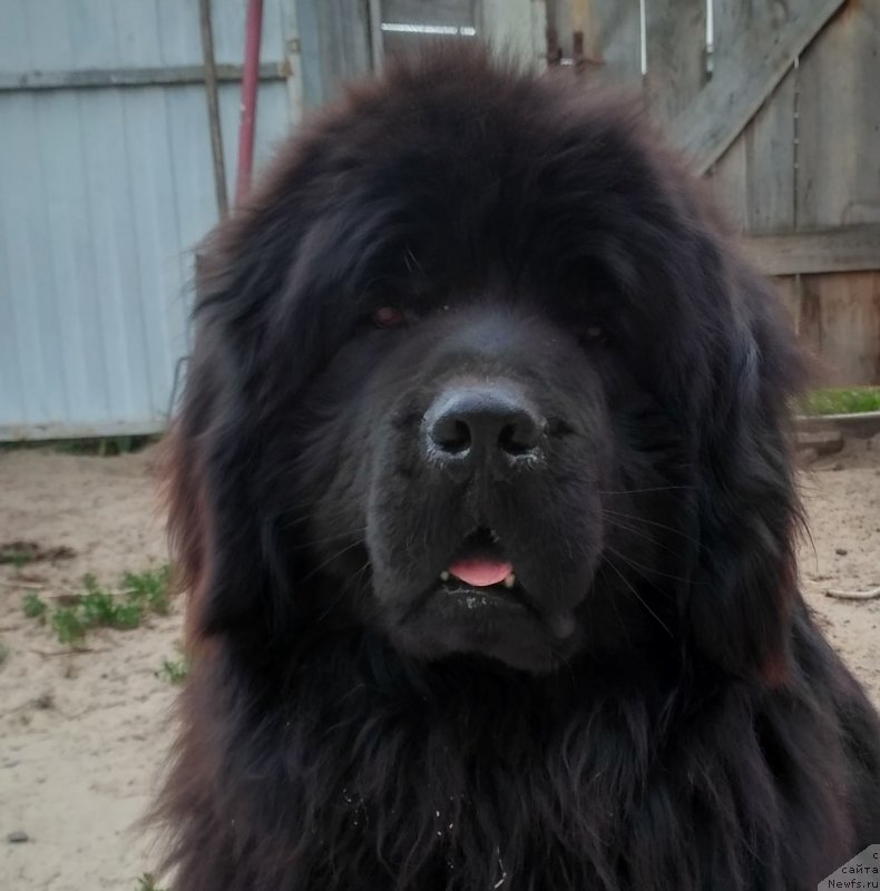 Фото: ньюфаундленд Velyke Malyatko Dnipro