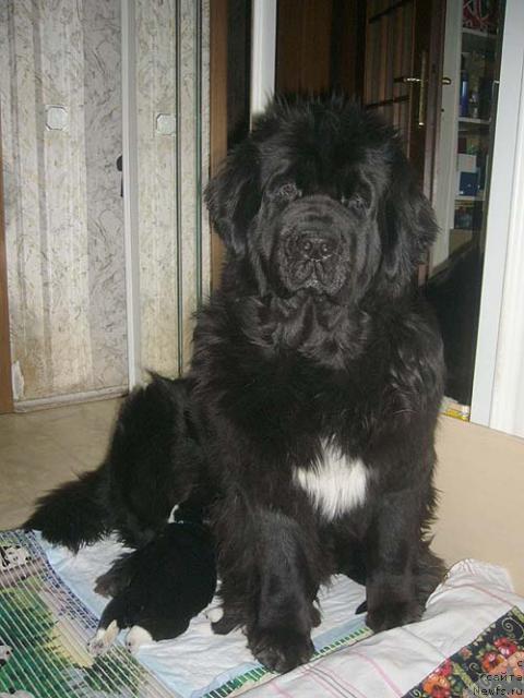 Фото: ньюфаундленд Super Bizon Antaliya (Супер Бизон Анталия)