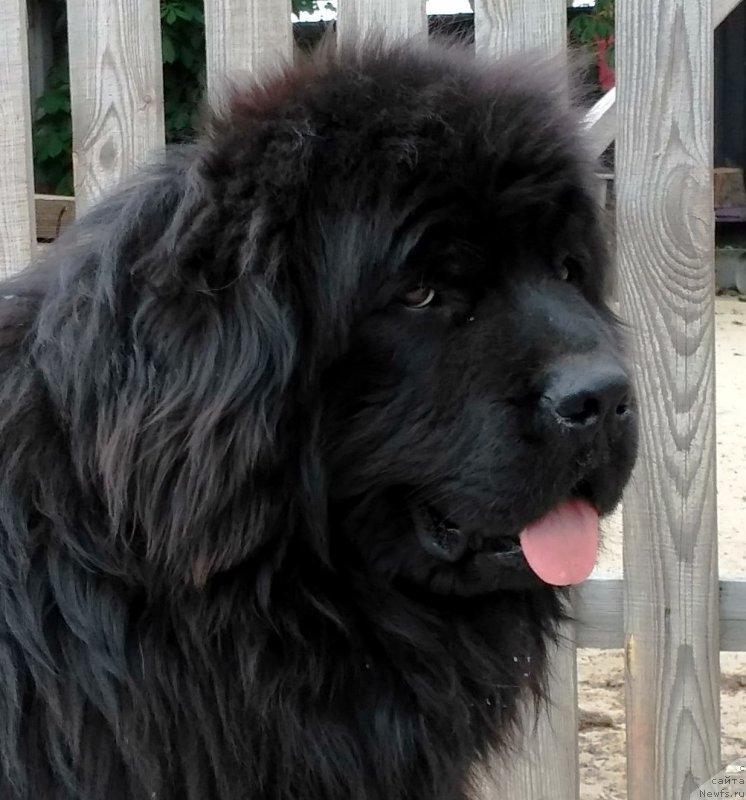 Фото: ньюфаундленд Velyke Malyatko Dnipro