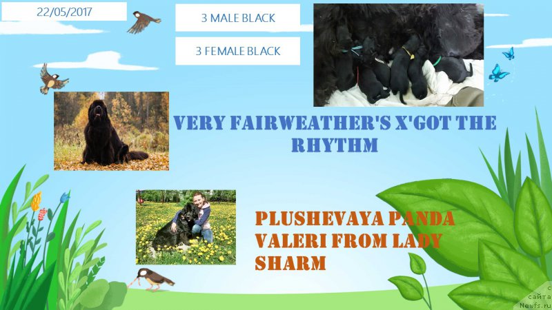 Фото: ньюфаундленд Plushevaya Panda Valeri from Lady Sharm (Плюшевая Панда Валери от Леди Шарм)