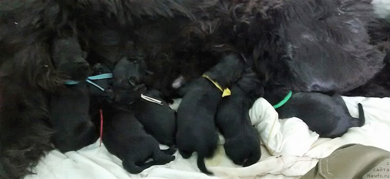 Фото: ньюфаундленд Plushevaya Panda Valeri from Lady Sharm (Плюшевая Панда Валери от Леди Шарм)