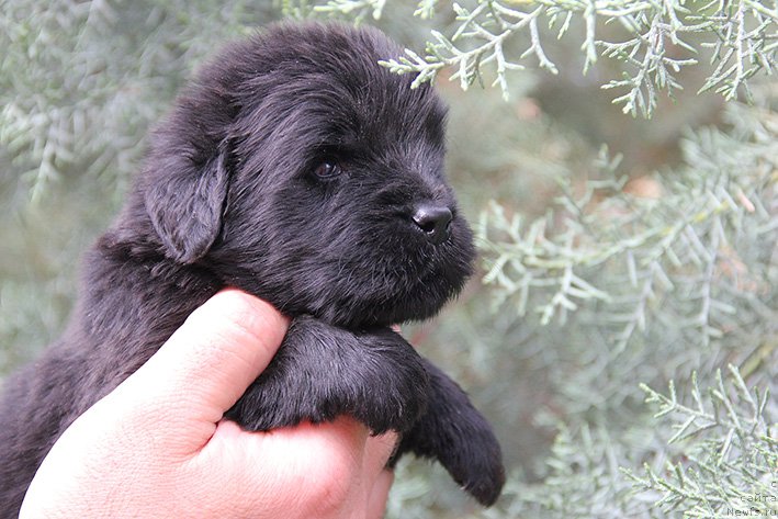 Фотография № 225365