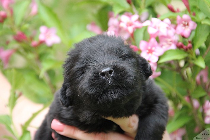 Фотография № 225368