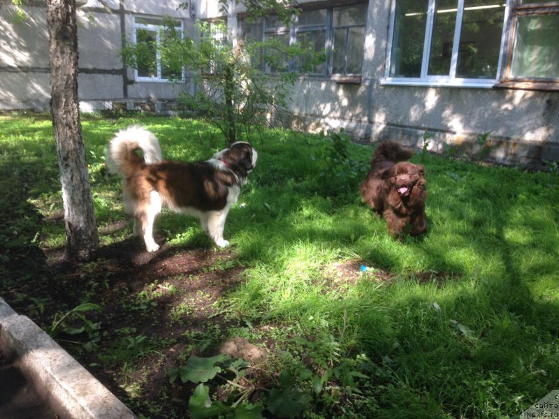 Фото: ньюфаундленд Braunblad MSK Ben-Ami Lon (Браунблад МСК Бен-Ами Лон)